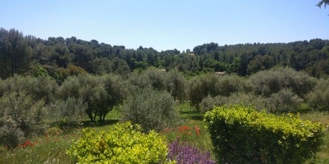 Flore Oliviers Plantes Domaine De La Font De Mai Oti Aubagne