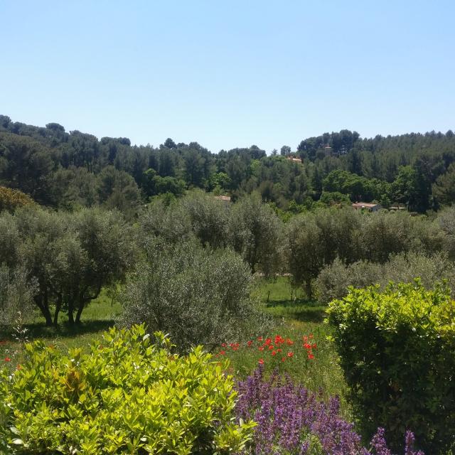 Flore Oliviers Plantes Domaine De La Font De Mai Oti Aubagne