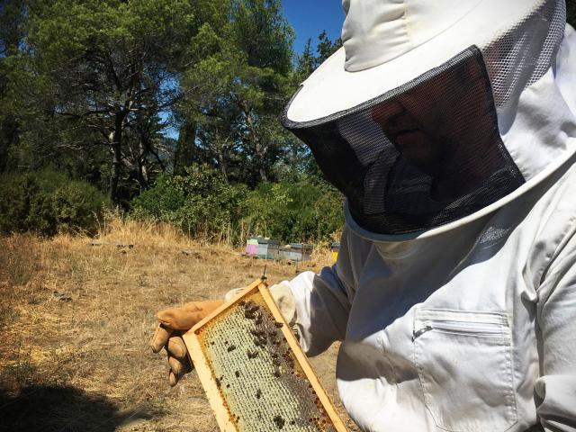 Miel apiculteur - Pays d'Aubagne