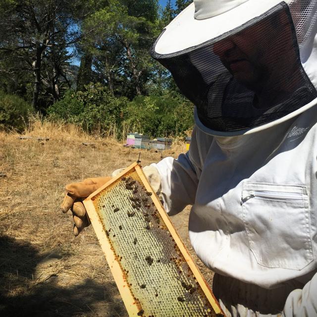 Miel apiculteur - Pays d'Aubagne