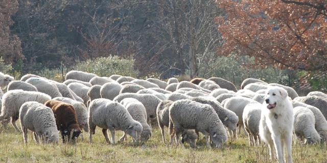 Transhumance Auriol Moutons Patou Nature Oti Aubagne