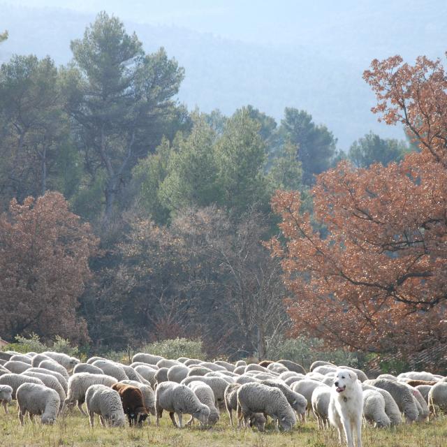 Transhumance Auriol Moutons Patou Nature Oti Aubagne