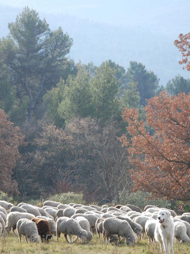 Transhumance Auriol Moutons Patou Nature Oti Aubagne