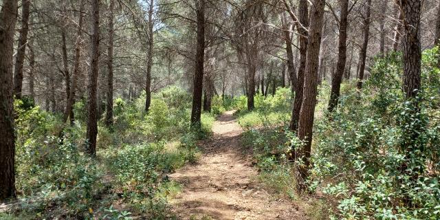 Sentier en forêt