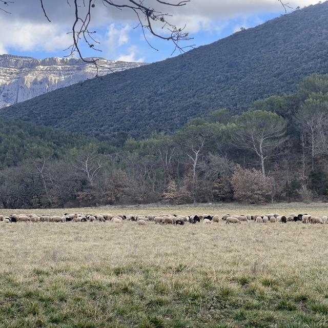 Un troupeau de moutons paissant dans la forêt de la Sainte-Baume