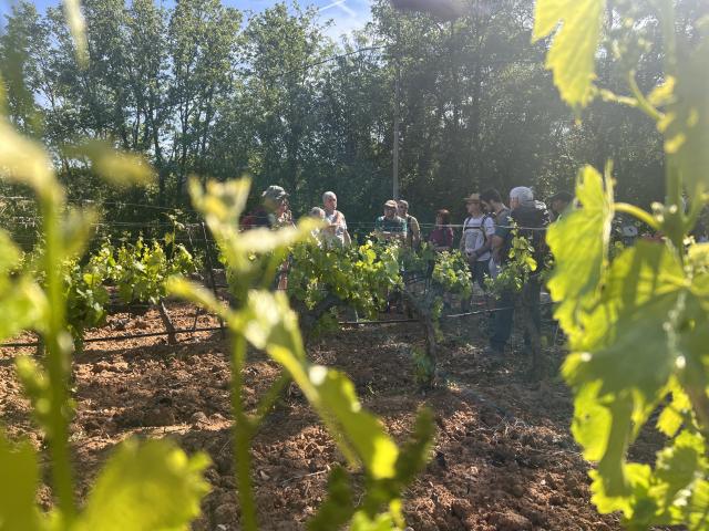 14e Festival De Ranonnee Vigne 2